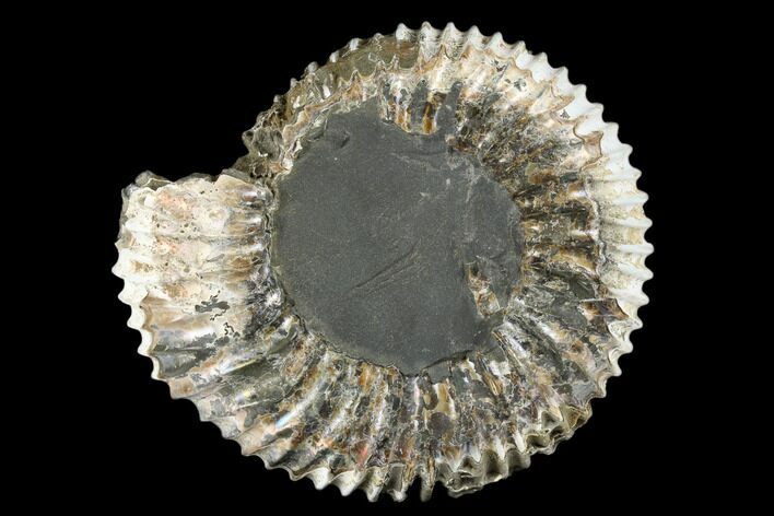 Jurassic Ammonite Fossil - Russia #181237